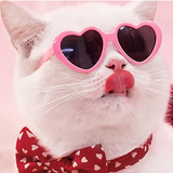 Cute Heart Shaped Pet Sunnies - Multicolored - Any 4 Colors - Small - Plastic - image 5